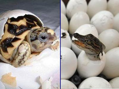 かわいい 卵からひょっこり顔を出すワニと海ガメの赤ちゃん らばq