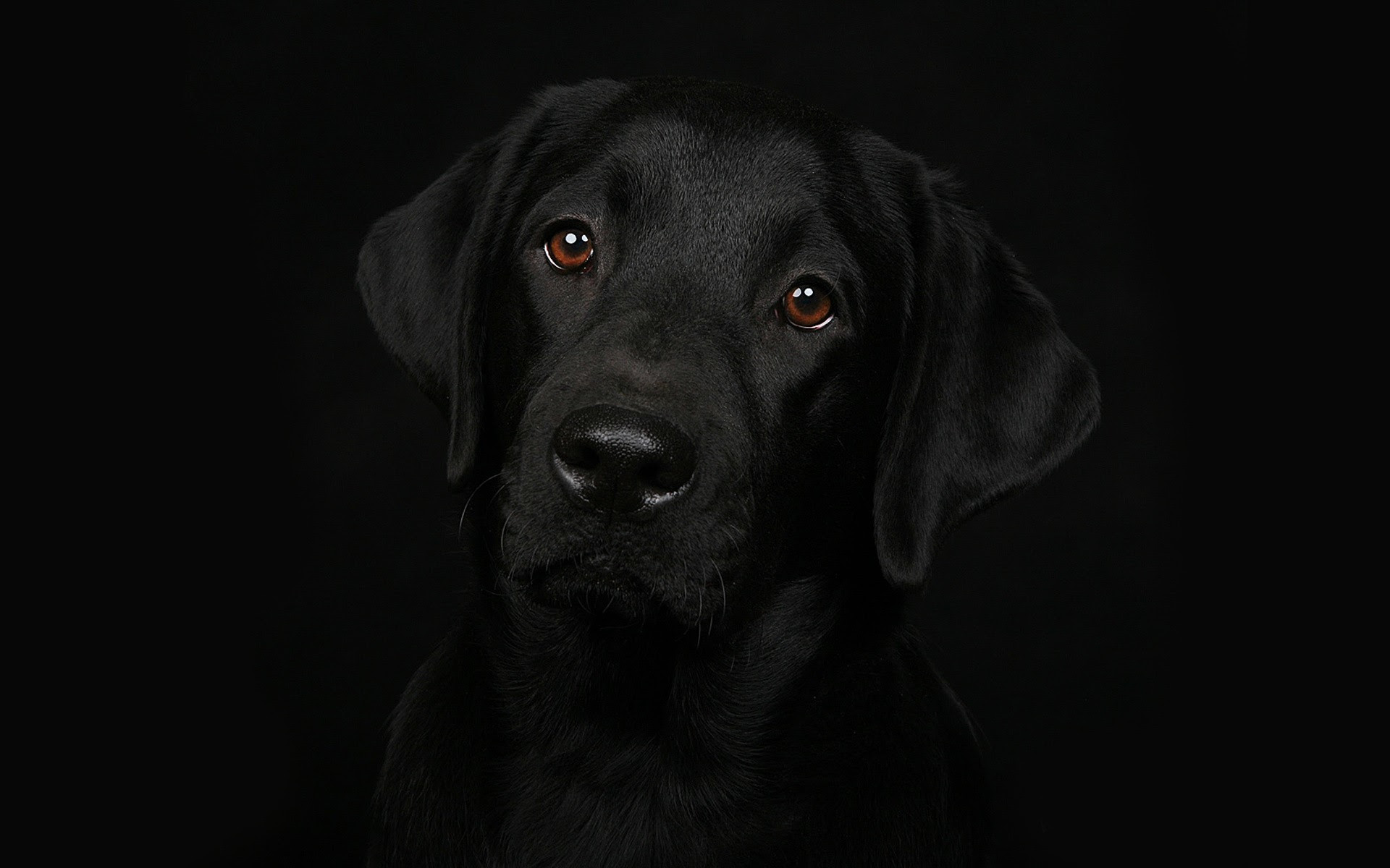  Black  Lab  Wallpaper  44 images 