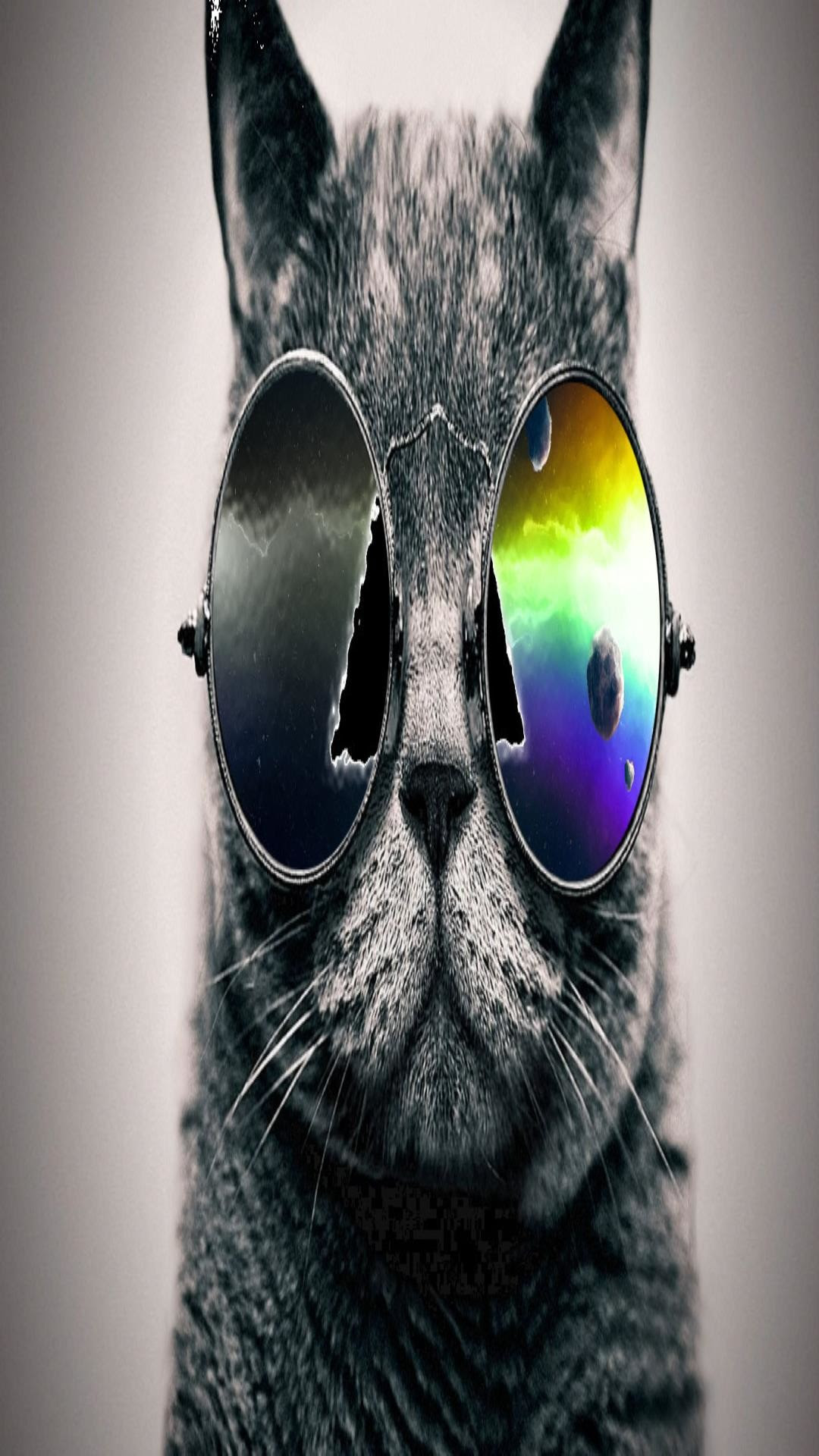 Cool Cat HD Wallpaper (66+ images)