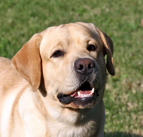 Image Result For Labrador Retriever Dog Photos