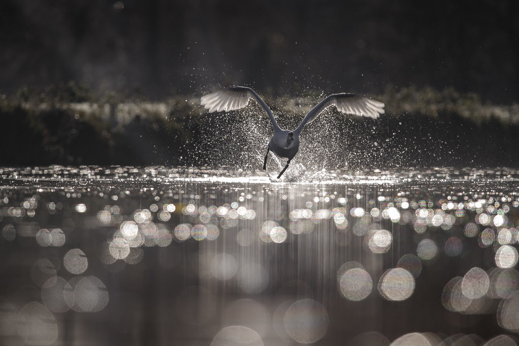 Quick step