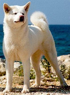 Akita Inu Best Japanese Breeds