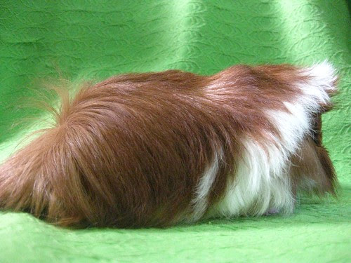 Ginger Long Haired Guinea Pig. FS: QUALITY Long-Haired Peruvian Guinea Pigs (June 11, 2011) Philippines -