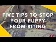 Newest Five Tips To Stop Your Puppy From Biting You, viral!