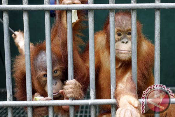 PON XVIII Riau 2012- Antaranews.com