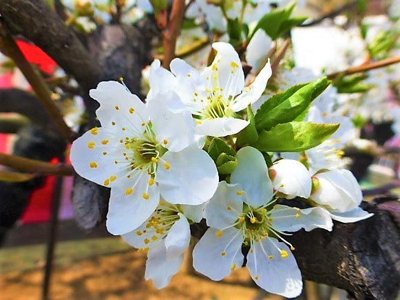 スモモの花 写真共有サイト フォト蔵