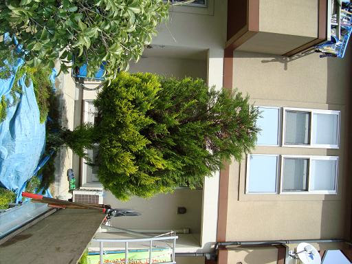ゴールドクレストの透かし剪定 その２ 植木屋 研鑽 ケンサン