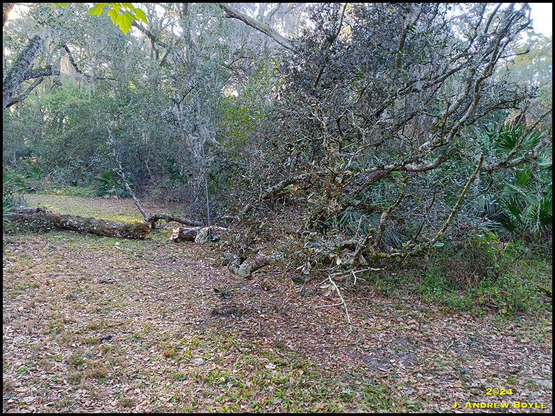 Oak Tree