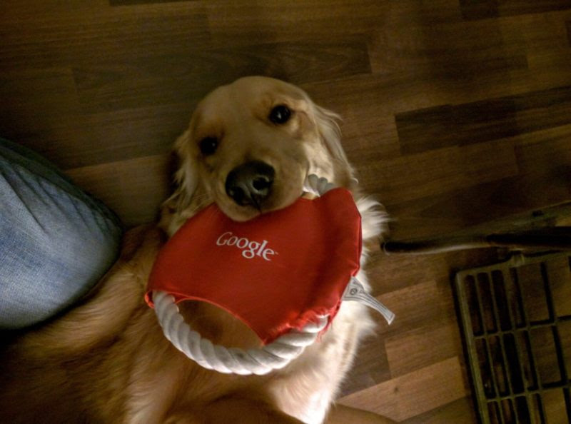 Google Pet Toy