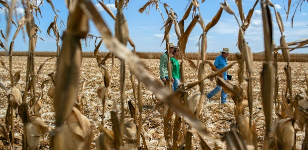 Documentos mostram que grupo norte-americano gastou milhões em compra irregular de áreas agrícolas