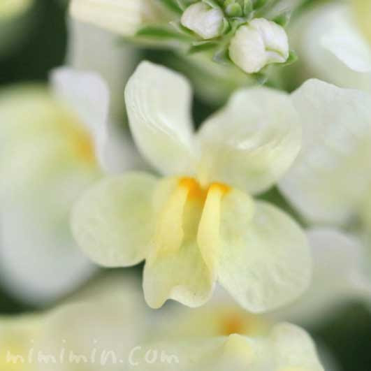 リナリア 姫金魚草 ヒメキンギョソウ の花の写真 花言葉 みみみんブログ