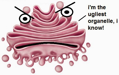 Free Golgi Apparatus Cliparts, Download Free Clip Art, Free Clip Art on  Clipart Library