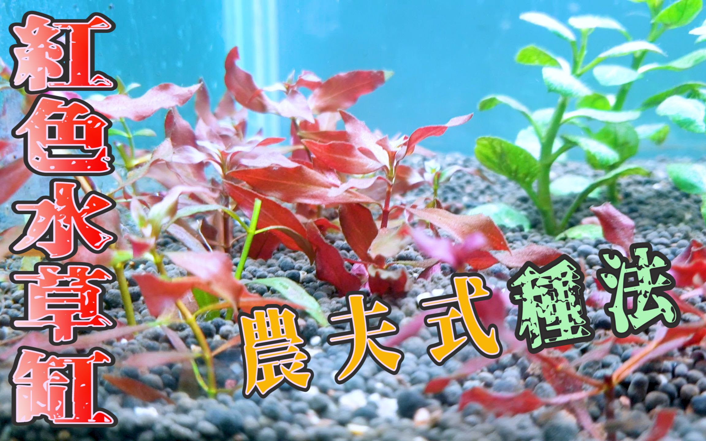 沒有石頭沒有木頭只有水草的魚缸農夫式種法 哔哩哔哩 つロ干杯 Bilibili
