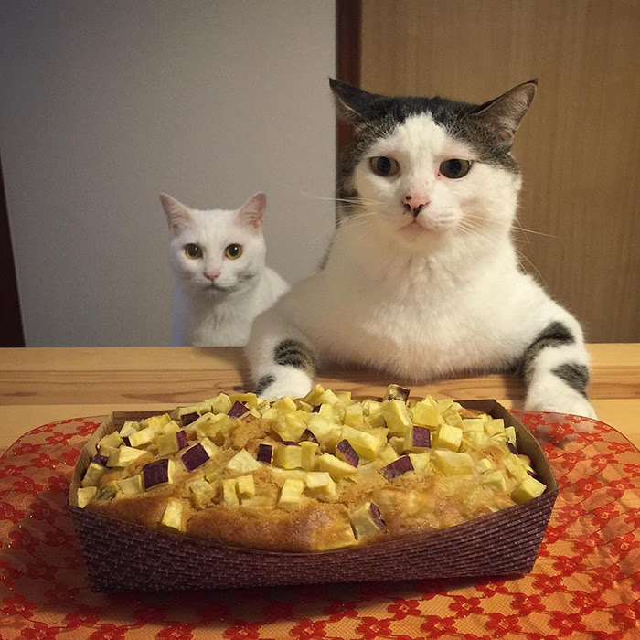 cats-watching-people-eat-naomiuno-6