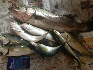 13年7月30日 水 浜名湖 今切口にてアブコ爆釣 釣りやろうぜ 初心者の為の釣りhow To