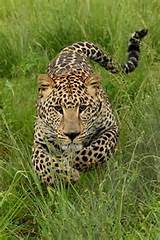 Photos of Do Leopards Live In The Rainforest