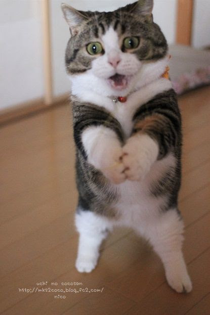 驚く猫 ニコ