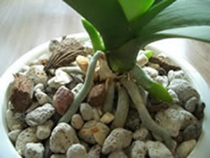 胡蝶蘭の育て方q A 胡蝶蘭の愛華園芸