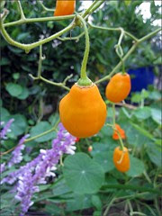 Rocoto Chile Peppers