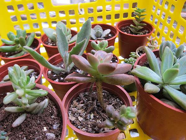 多肉 多肉新手養育 葉孵 紀錄 R 痞客邦