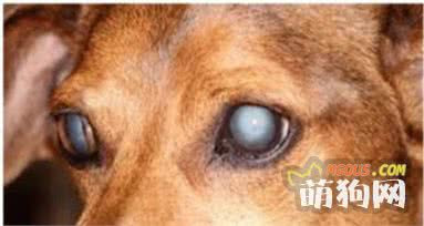 上了年纪的狗狗眼睛为什么不再清澈透明家长们知道为什么吗 训犬师窝头爸 萌狗网移动版