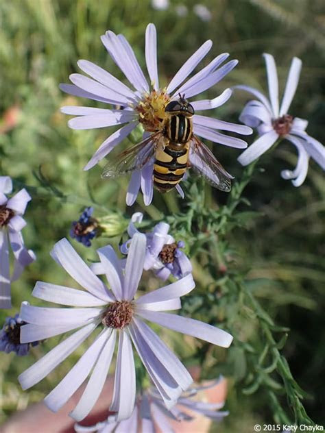Walmart walmart walmart walmart walmart walmart walmart walmart walmart walmart connexity connexity connexity connexity connexity connexity connexity connexity connexity connexity co. Symphyotrichum laeve (Smooth Blue Aster): Minnesota