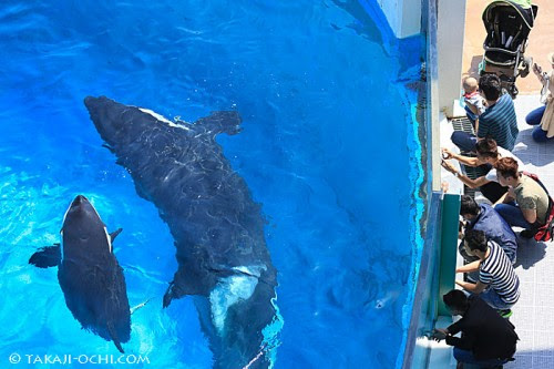 水槽内に入れたのは数年ぶりらしい 鴨川シーワールドのカレンダー撮影 ダイビングと海の総合サイト オーシャナ