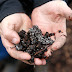San Jose Compost / Maybe you would like to learn more about one of these?