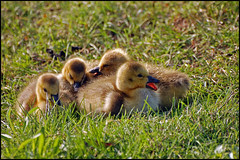 Fuzzy Babies