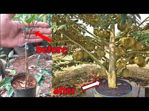 pagar pokok durian