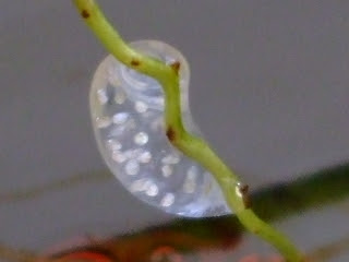 謎の卵 元気の素