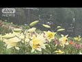 25 ++ ユリの花 画像 888781-ユリの花 画像 素材