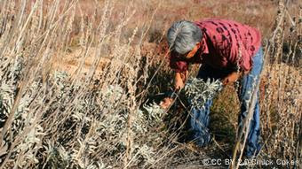 A man harvests plants in the wild