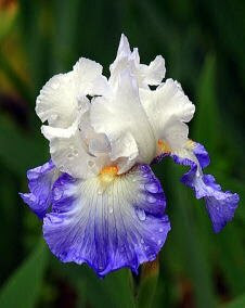 花 ジャーマンアイリス 5月26日の花と花言葉 ジャーマンアイリス 魅る魅るガーデニング