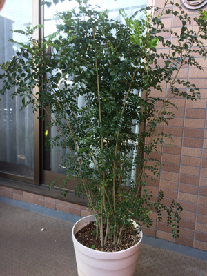 鉢植えのシマトネリコをベランダで冬越し グリーン インテリア ー 何気ない日々をおもしろく ー