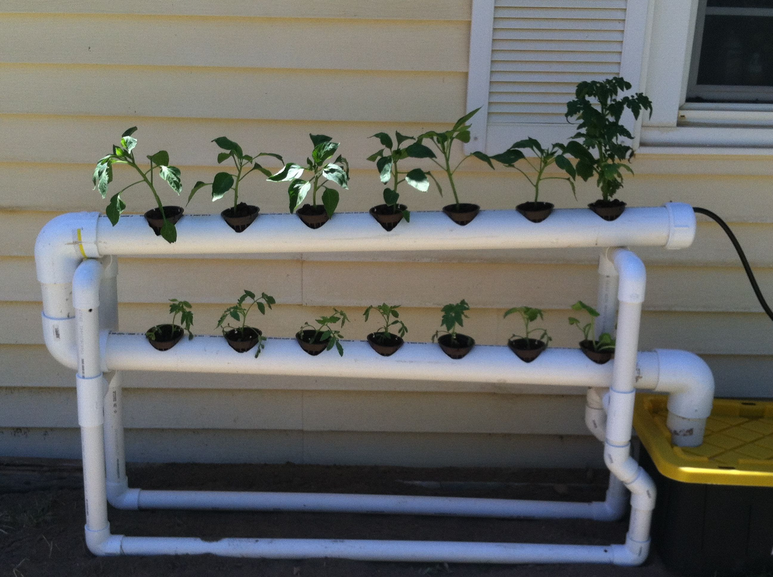 DIY NFT hydroponics around $100 week 1 | Hydroponics ...