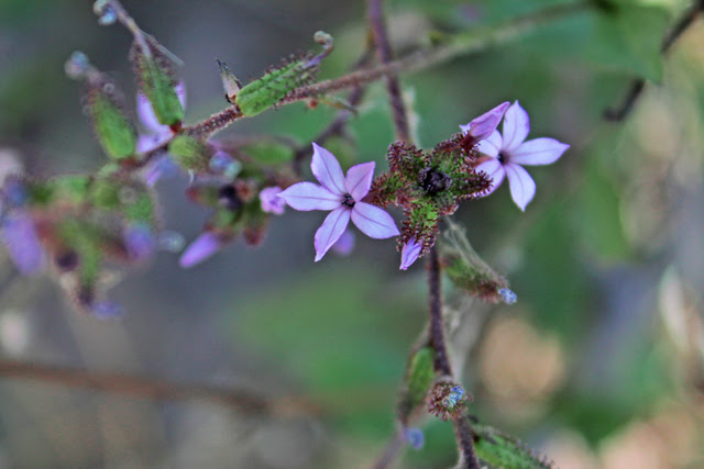 Lilac colored little flowers