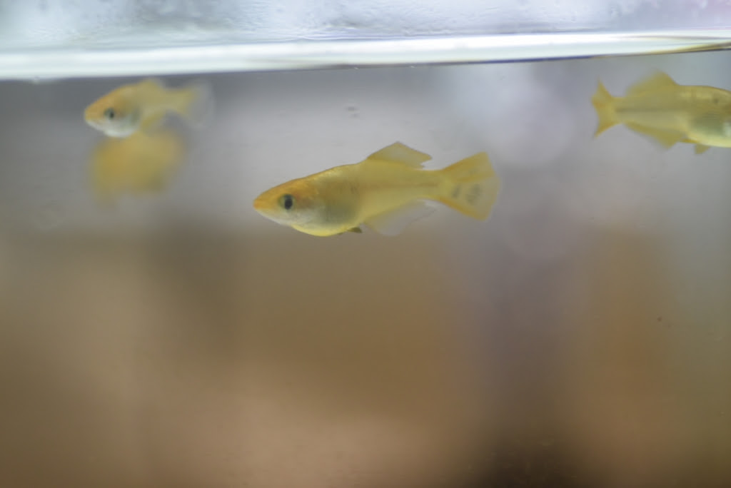 ヒレ長の加温は難しい めだか屋悠遊