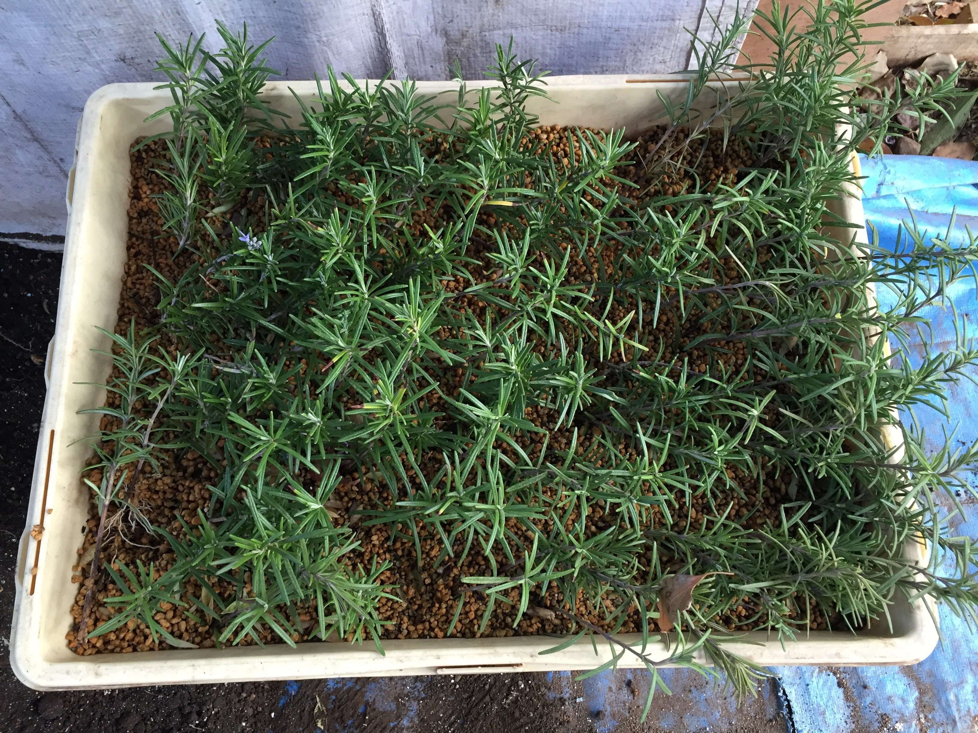 ローズマリーが発根しました 植栽管理 みどり屋