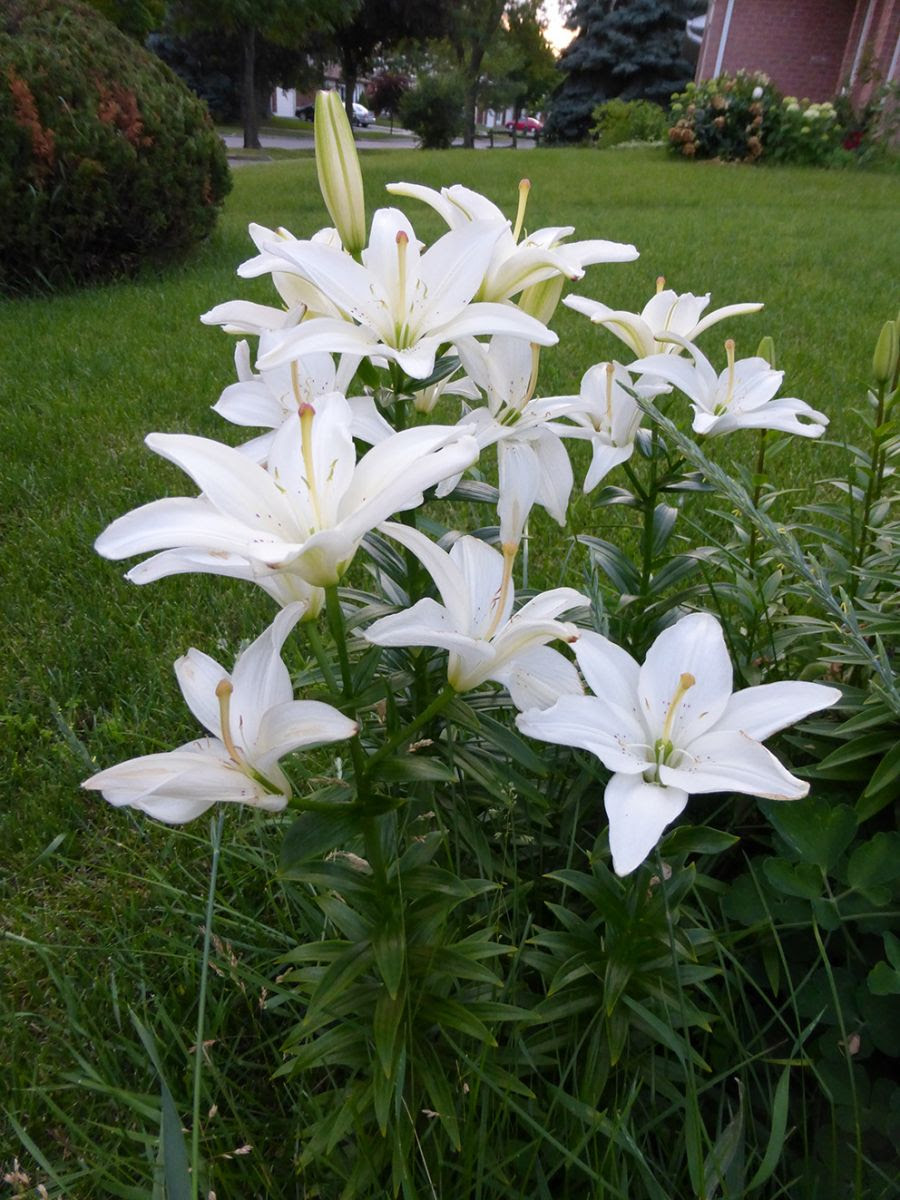 袁晓辉rita 有毒的植物poisonous Plants