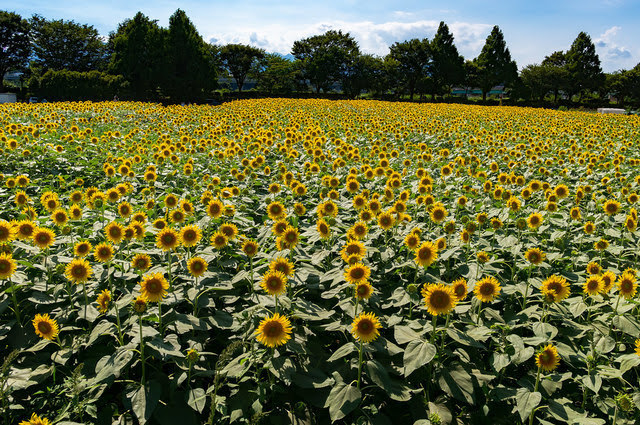 最新 関東の花の名所 お花畑やお花見スポットランキング どこココ 人気旅ライターが厳選 関東 エリアで遊ぶ 楽しむ厳選お出かけ情報ランキング 観光やグルメ 人気穴場スポットをお届け