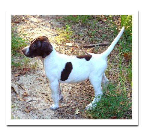 ... Horses for Sale - Jim Heckert Kennels - Pointers and Bird Dog Training