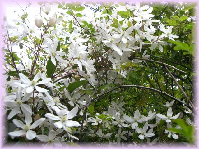 クレマチス アーマンディの魅力 ポエポエの花園