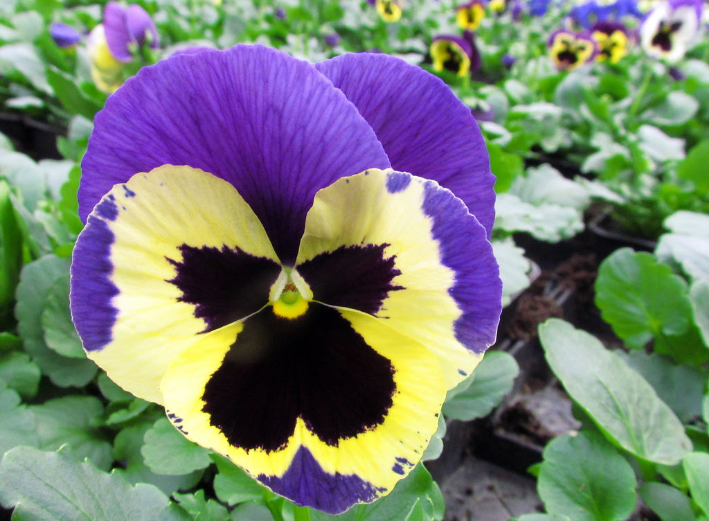 Viola tricolor hortensis