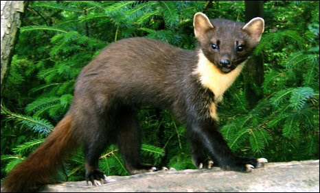 Pine marten (Pic: Tony Braithwaite)