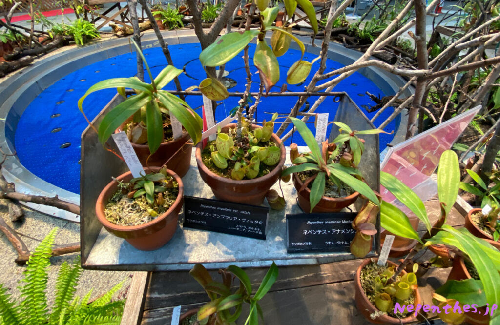 大阪の植物園 咲くやこの花館 イベント 虫を食べる植物展21 ネペンテスのアクアテラリウム