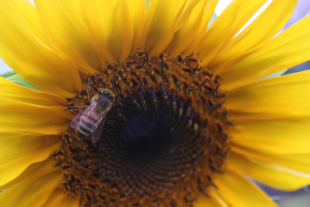 Honeybee