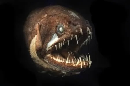 Dragonfish Dengan Gigi Tumbuh di Lidah