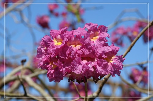 PICT6509