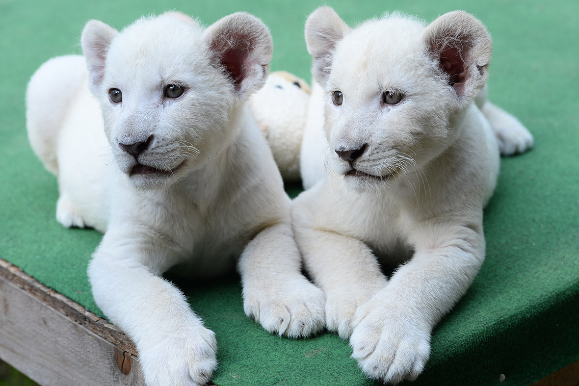 Two eight-week old white lion cubs, Mombasa and Nala, settle into their new home, a private zoo in Abony, Hungary